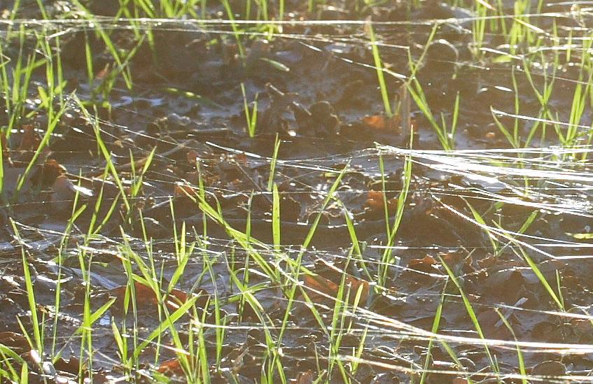 Spinnwebenhnliche Fden in einem Feld in Deutschland